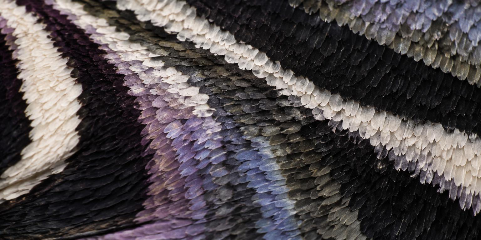 Macro detail of butterfly wing scales