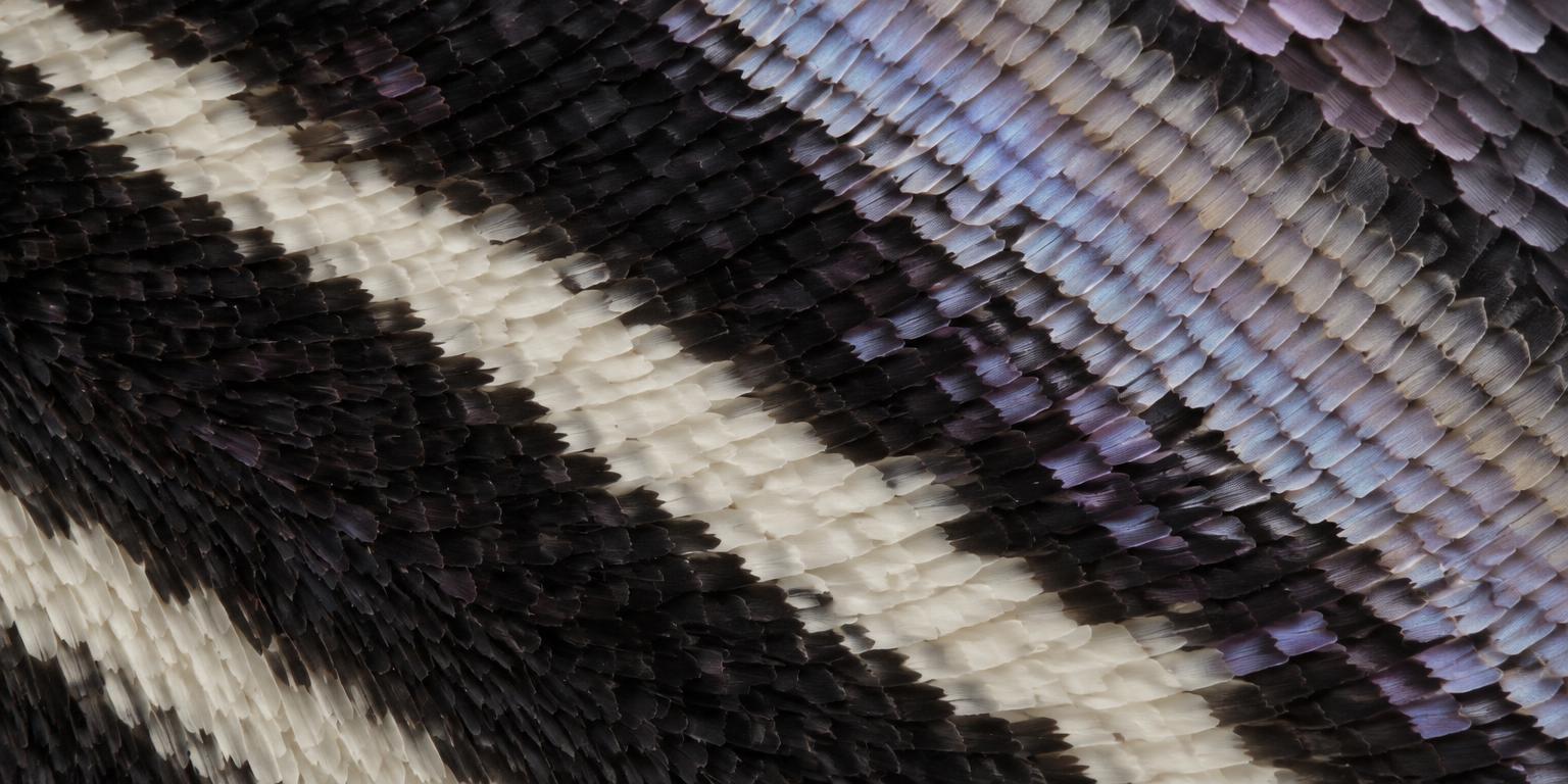 Macro detail of butterfly wing scales