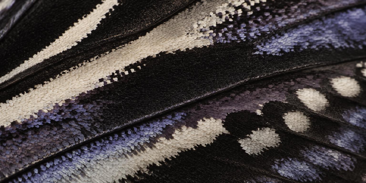 Macro detail of butterfly wing scales