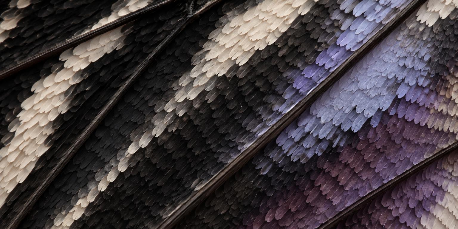 Macro detail of butterfly wing scales